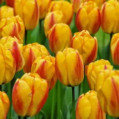 Тюльпанфорд Уандер