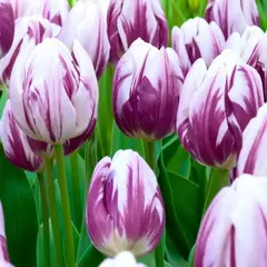 Тюльпан Флэминг Принс