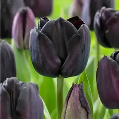 Тюльпан Пол Ширер