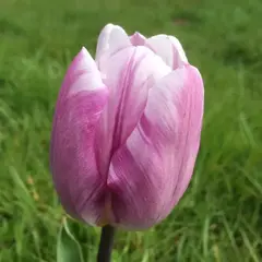 Тюльпан Флик Флаг