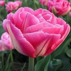 Тюльпан Вог