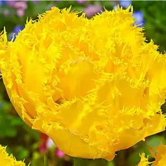 Тюльпан Экзотик Сан