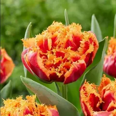 Тюльпан Дредлок Холидей