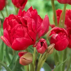 Тюльпан Эстатик