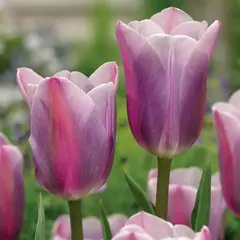 Тюльпан Мистресс Мистик