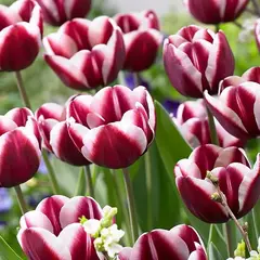 Тюльпан Фонтенбло