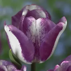 Тюльпан Хотпантс