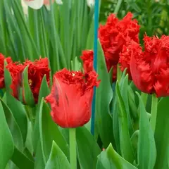 Тюльпан Индиана