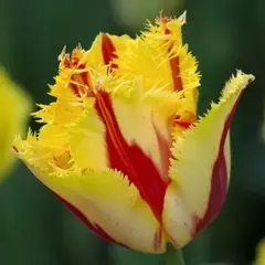 Тюльпан Парти Клоун