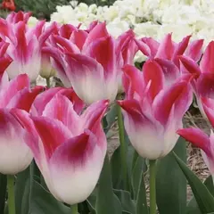 Тюльпан Висперинг Дрим