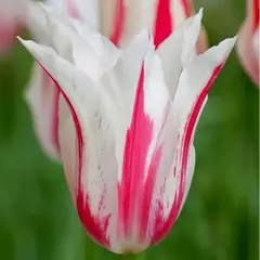 Тюльпан Мэрилин