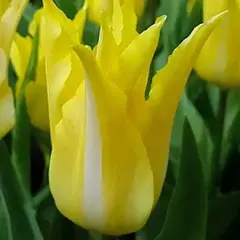 Тюльпан Флорайн Шик