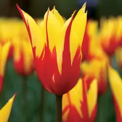 Тюльпан Файр Вингс