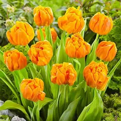 Тюльпан Орка