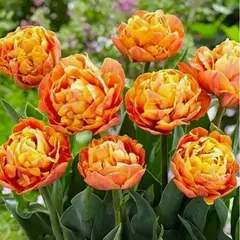 Тюльпан Валдивия