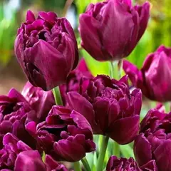 Тюльпан Шоукейс