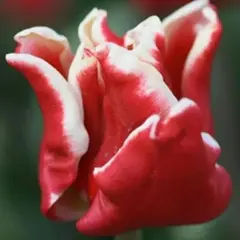 Тюльпан Элегант Краун