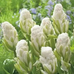 Тюльпан Бруклин