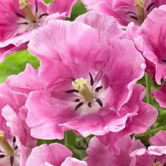 Тюльпан Виктория Сикрет Пинк