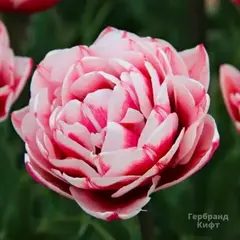 Тюльпан Гербранд Кифт