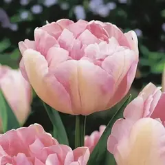 Тюльпан Финола