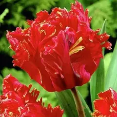 Тюльпан Дормандс Рекорд