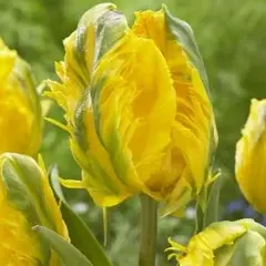 Тюльпан Ян Ван Нес Пэррот