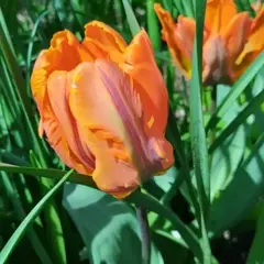 Тюльпан Принцесса Ирен Пэррот