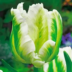 Тюльпан Мадонна