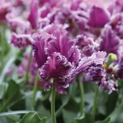 Тюльпан Мистериос Пэррот