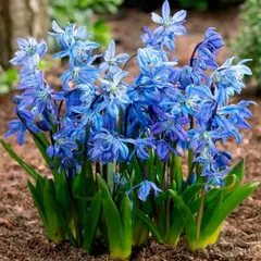 Пролеска (Сцилла) Сибирская