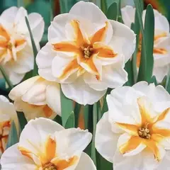 Нарцисс Бродвей Стар