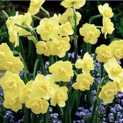 Нарцисс Йеллоу Чирфулнесс