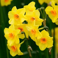 Нарцисс Мартинетт