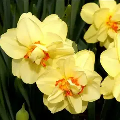 Нарцисс Аскотт