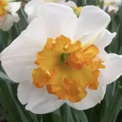 Нарцисс Джентл Джиант