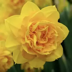 Нарцисс Хеамоор