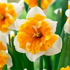 Нарцисс Оранджери