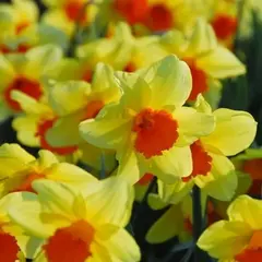 Нарцисс Фортиссимо