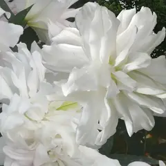 Лилия Лотус Айс восточная махровая