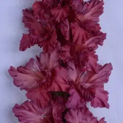 Гладиолус Все в Шоколаде