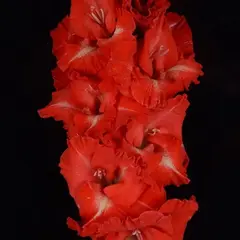 Гладиолус Вспышка Сверхновой