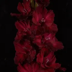 Гладиолус Встреча в Элефанте