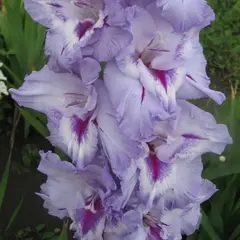 Гладиолус Голубка