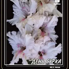 Гладиолус День Сурка
