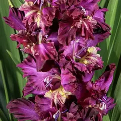 Гладиолус Забытая Мелодия