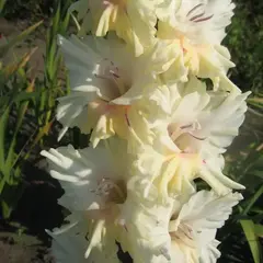 Гладиолус Звезда Пленительного Счастья