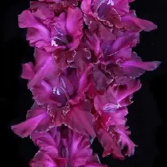 Гладиолус И-12-33