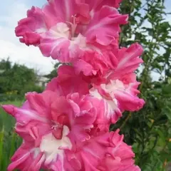 Гладиолус Новый Кардинал