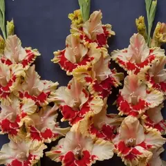 Гладиолус Огни Арбата